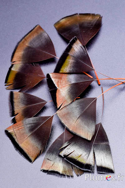 Blütenblätter aus Federn - 6-8 x 3-4 cm - aztekengold-anthrazit metallisiert